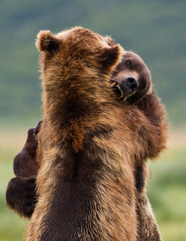 Grizzly Bears Fighting